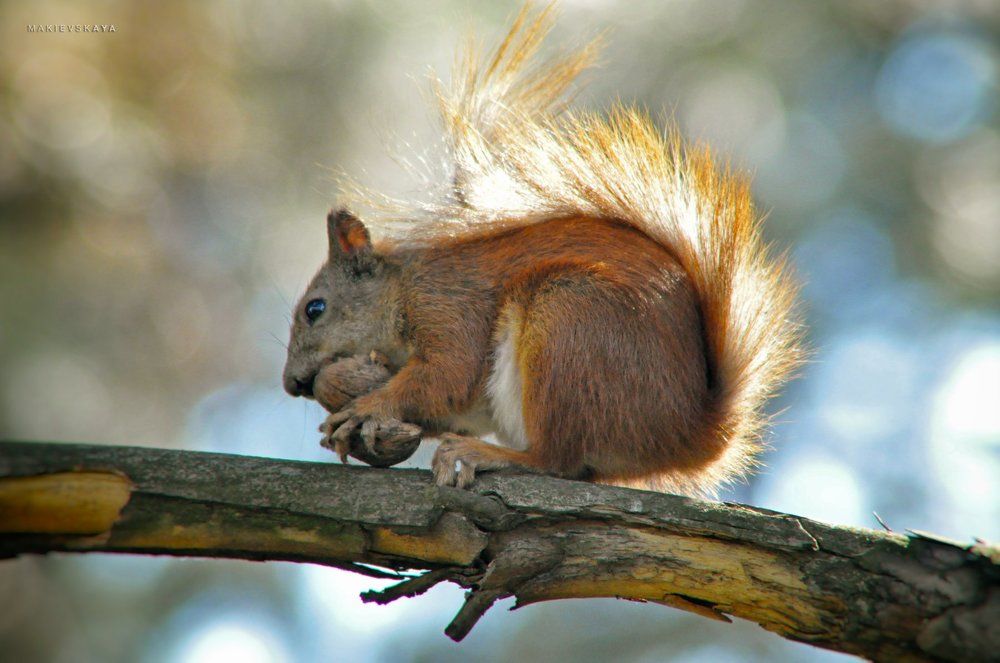 squirrel