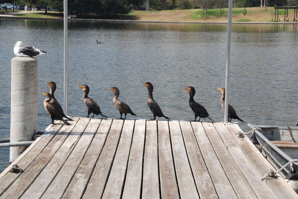 Поклонники