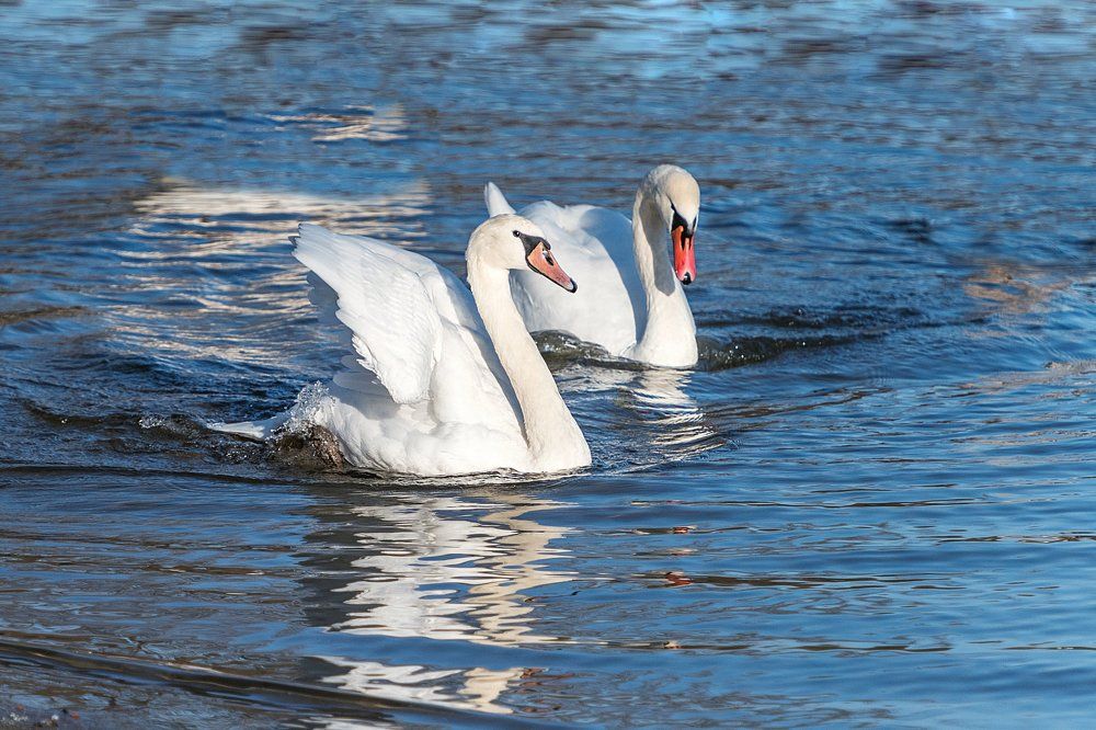 Лебединая пара.