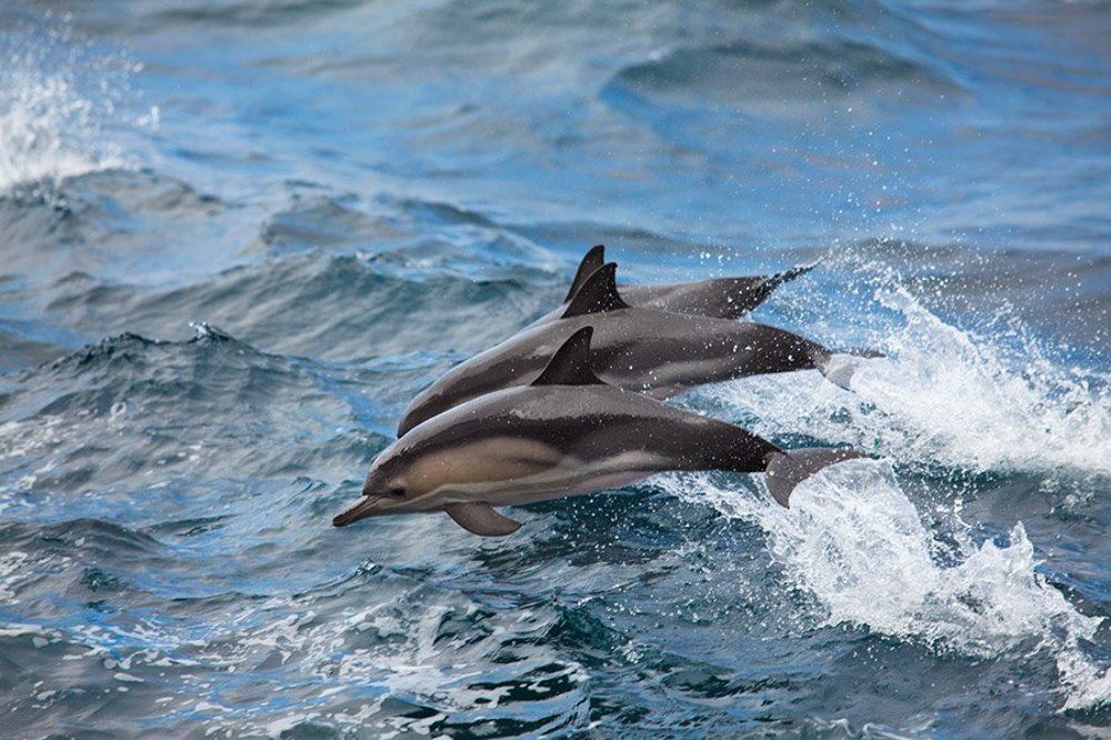 Черноморское трио