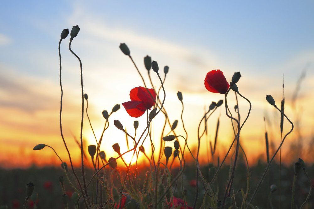 Цветы мака в закатном солнце