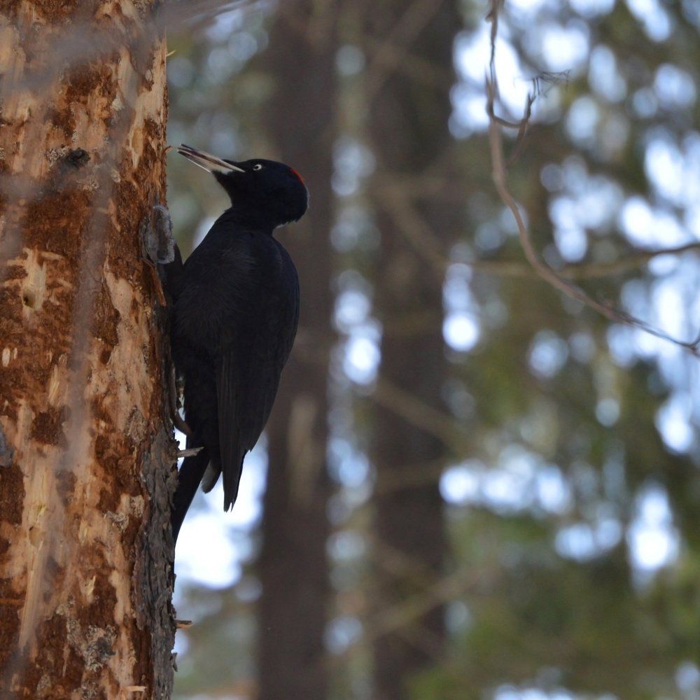 Санитар леса