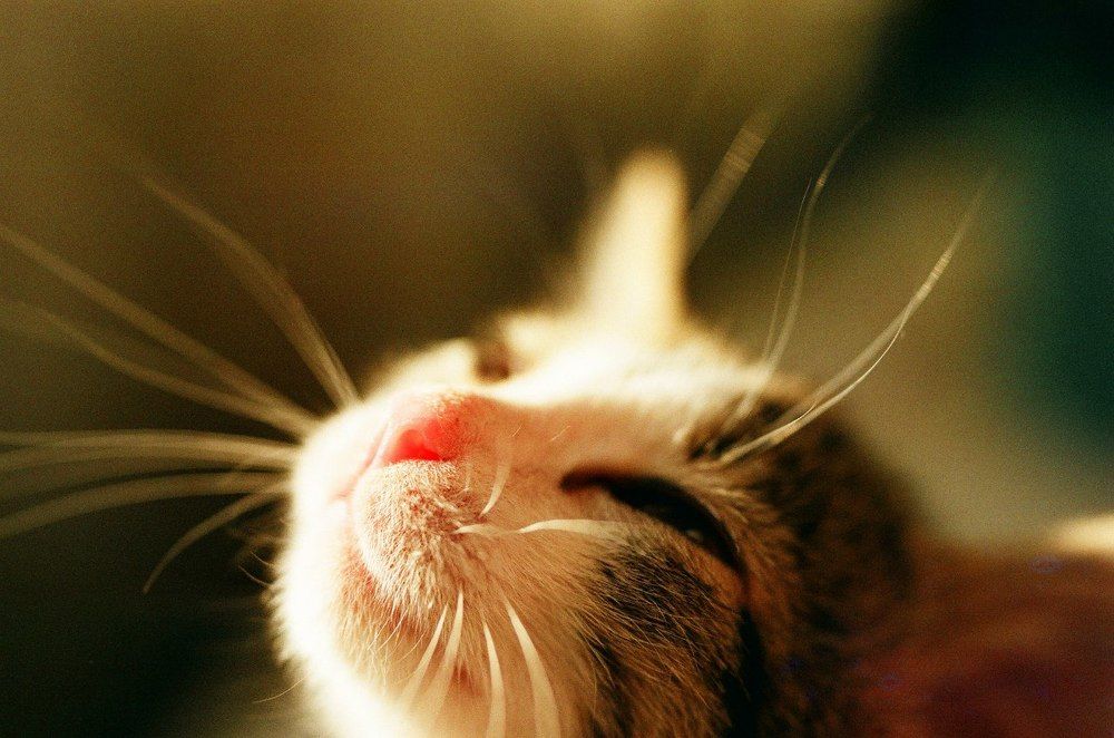 Солнечный кот