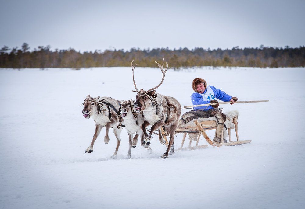 Гонки на оленьих упряжках