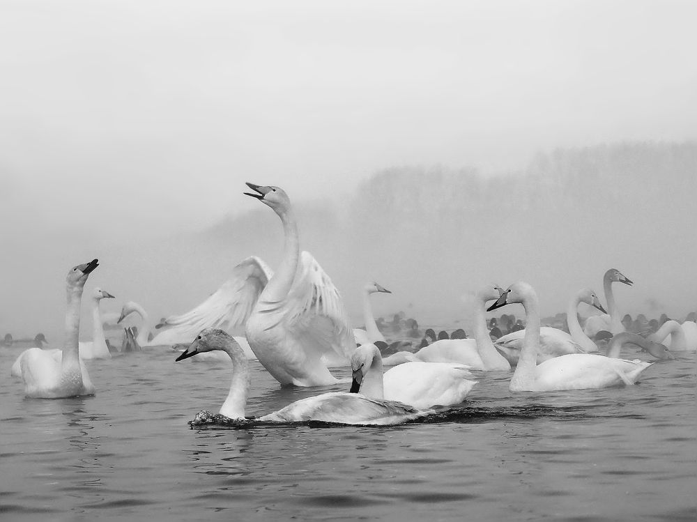 Лебединое озеро...