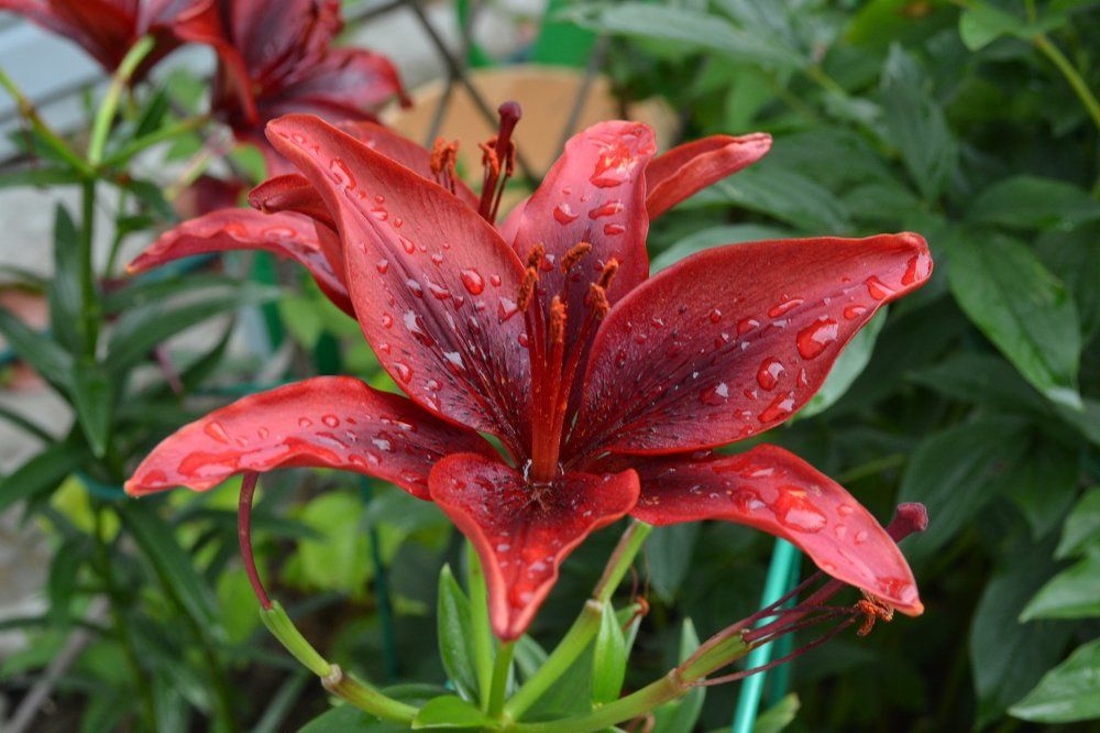 После дождя...