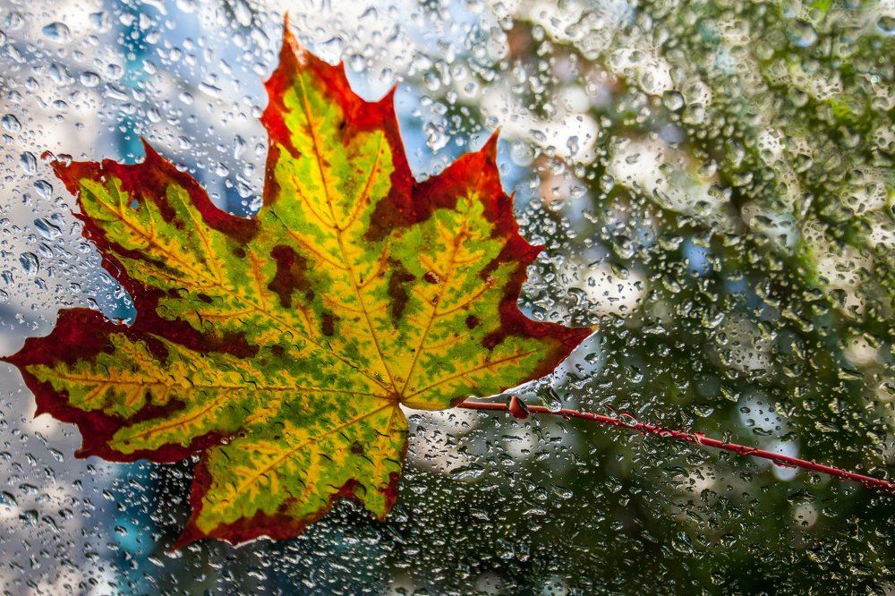 Мокрая осень