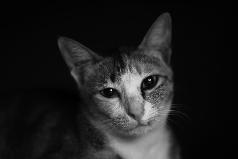 bowo bagus, Indonesia