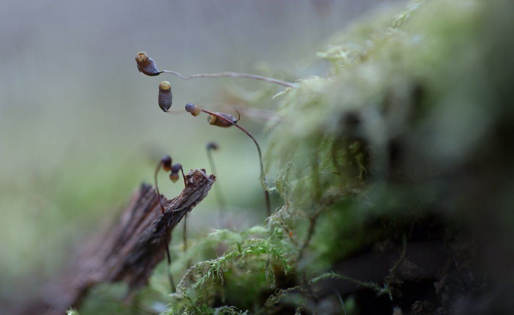 Таинственный лес.
