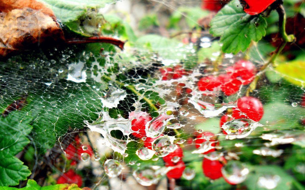 После дождя