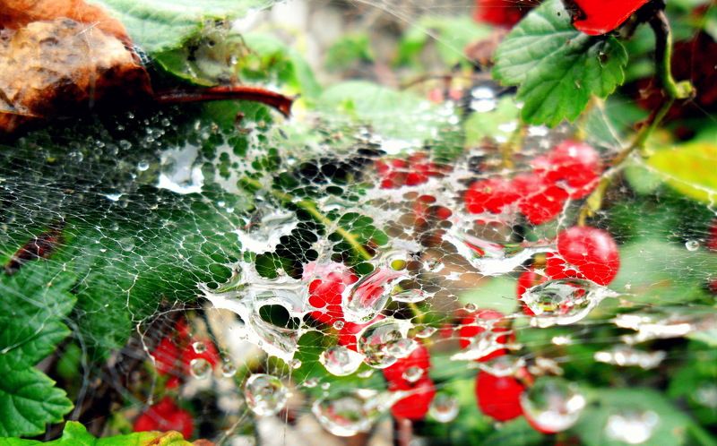 Маргарита, Belarus