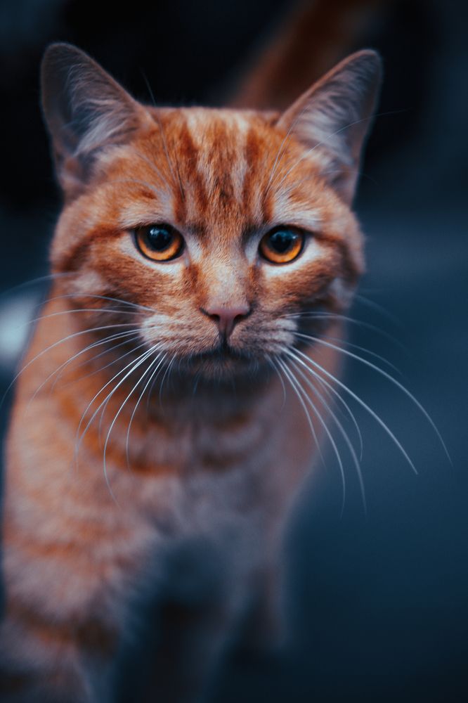 Photograph by Дмитрий Будылин