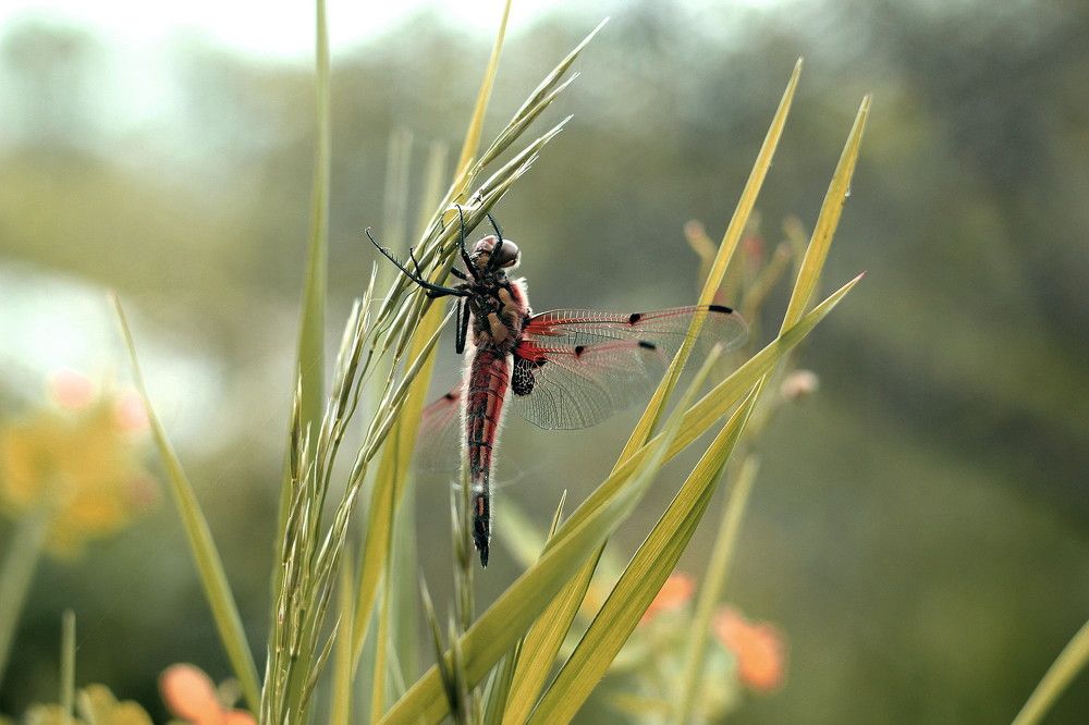 Photograph by Евсеева Валентина