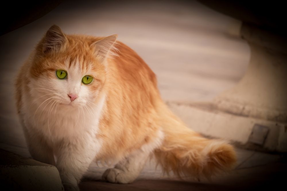 Photograph by Romina Moniri