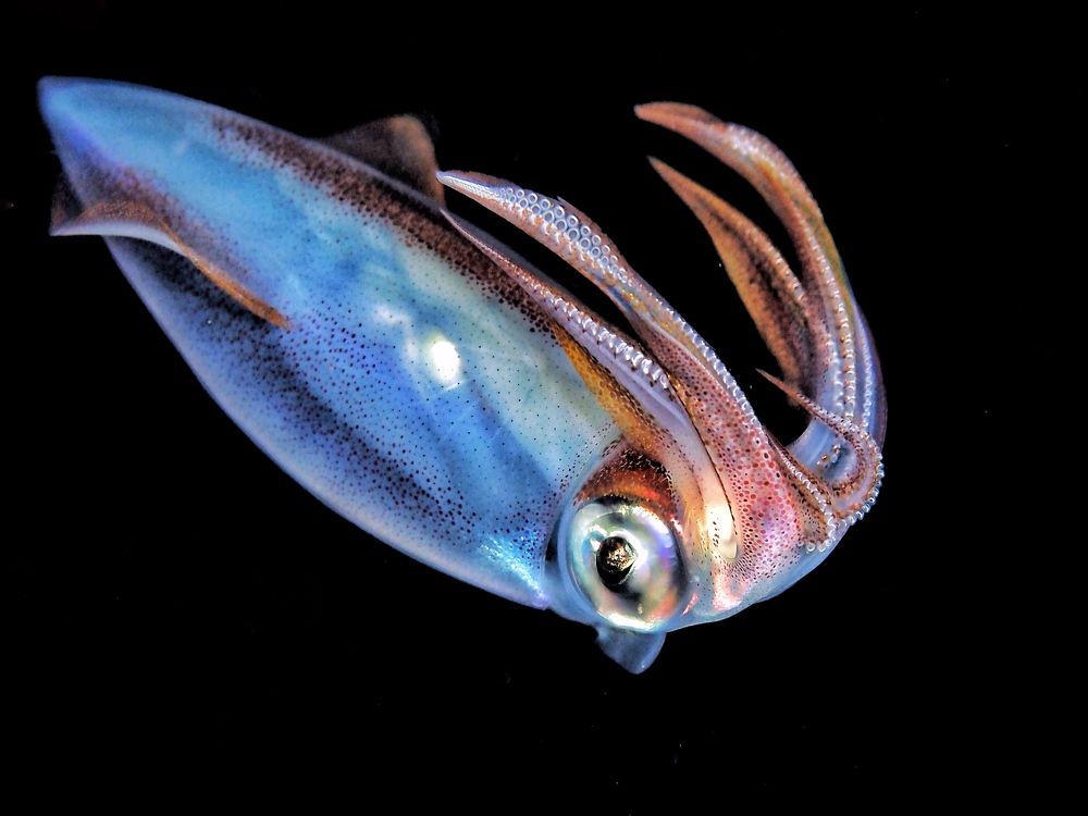 Photograph by Penn De Los Santos