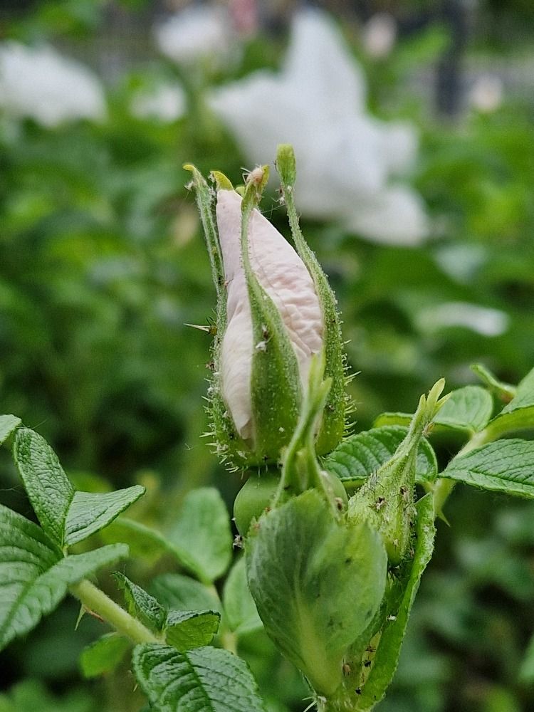 Photograph by Елена Семкина