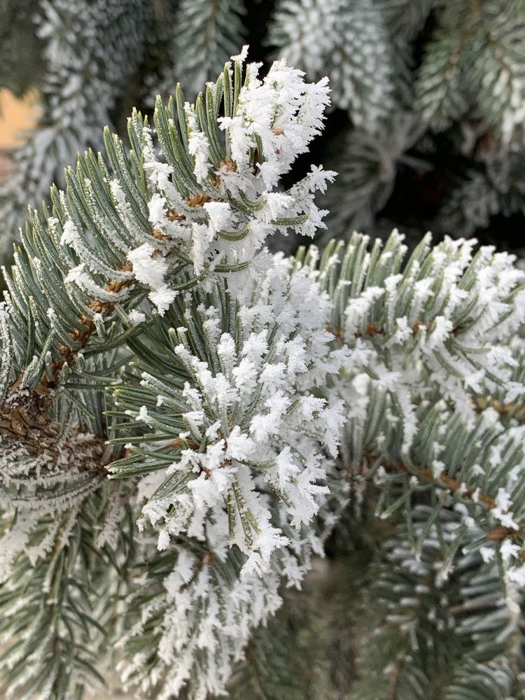 Фотография автора Ирина Шпаковская