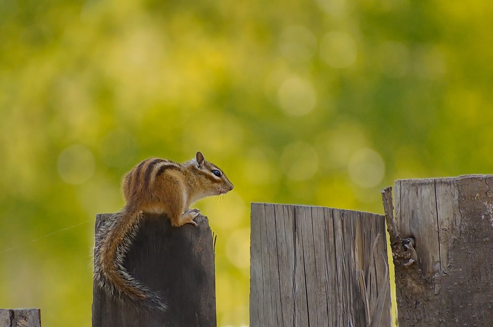 Любопытный бурундук