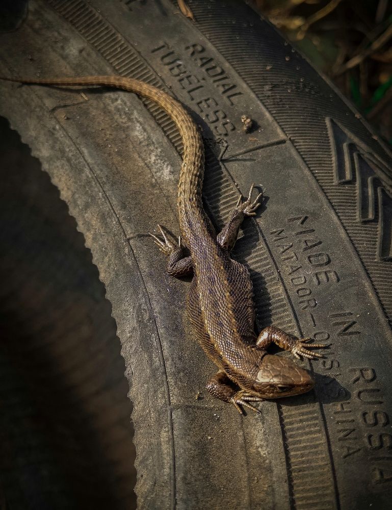 Фотография автора Ольга Кунакова