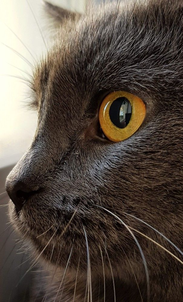 Фотография автора Максим Грибанов