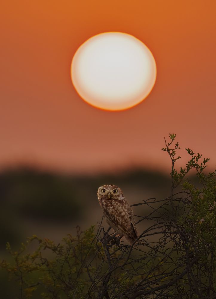 Фотография автора sajin mohan