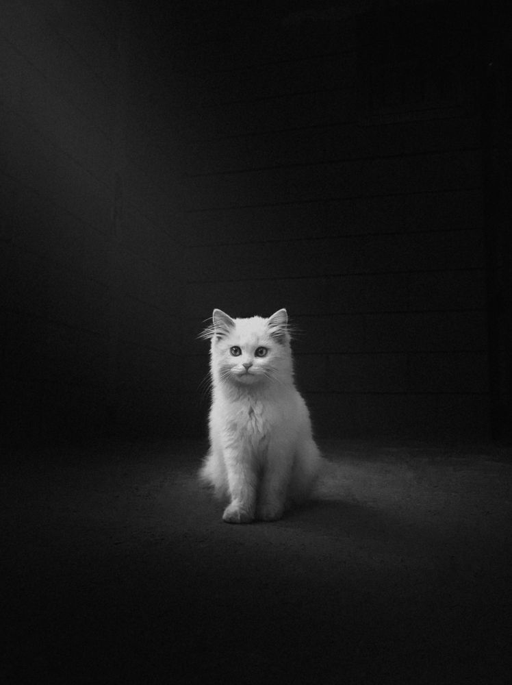 Photograph by omar alashmawy