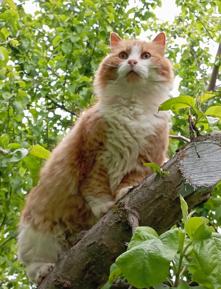 Photograph by Елена Коробченко