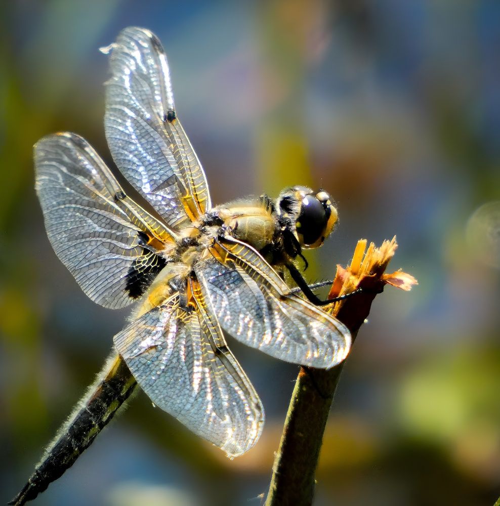 Фотография автора Michael Gault