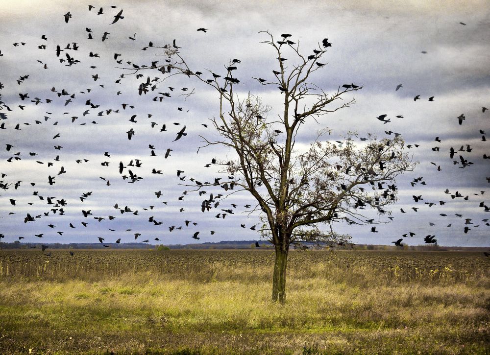 Photograph by Игорь Квочка