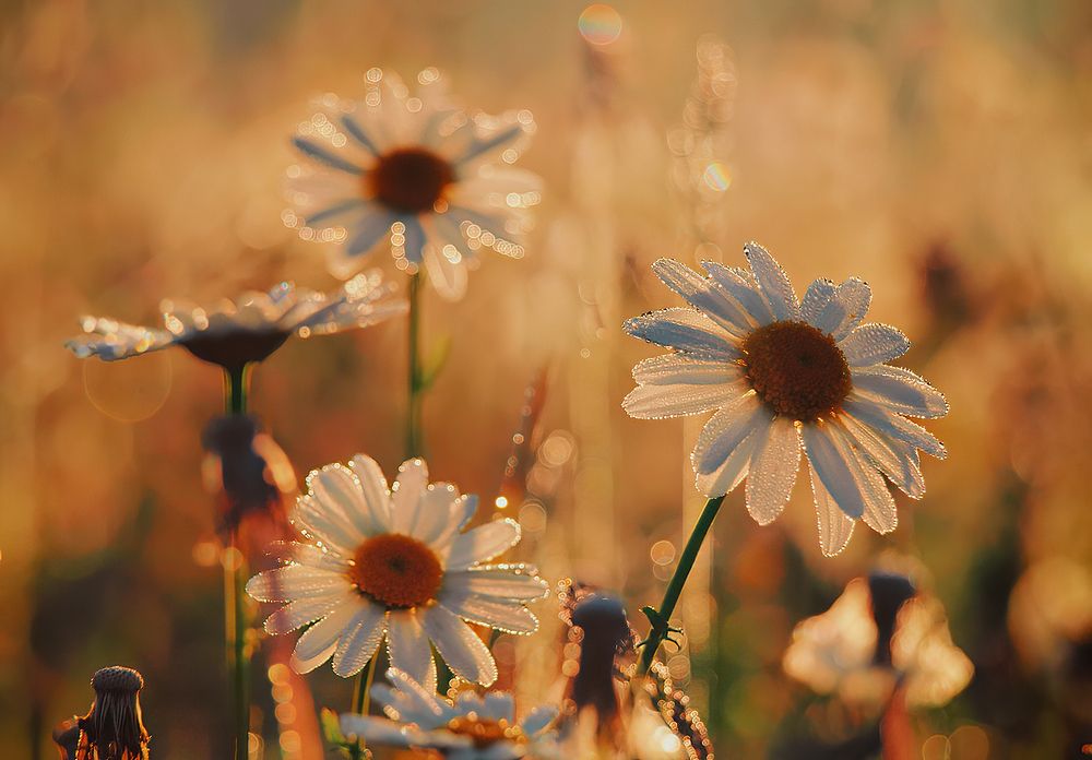 Photograph by Владимир