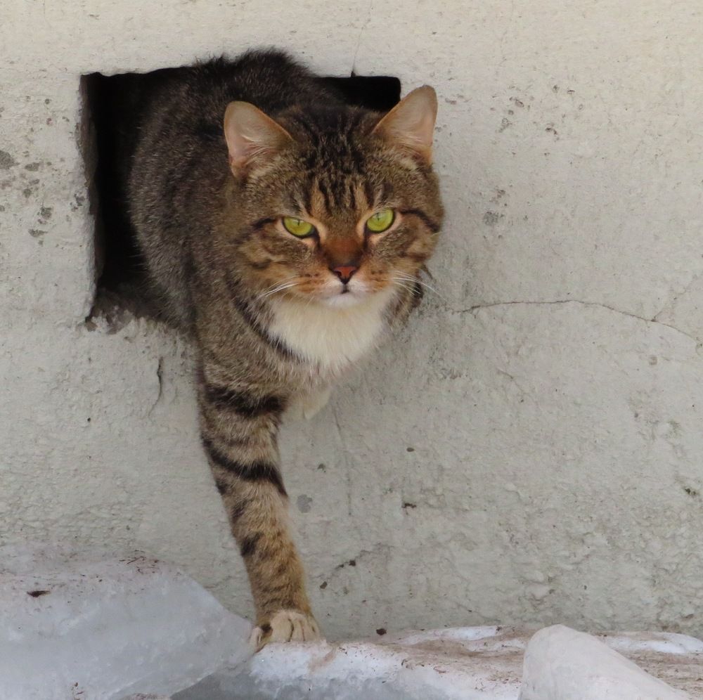 Выбирается на волю