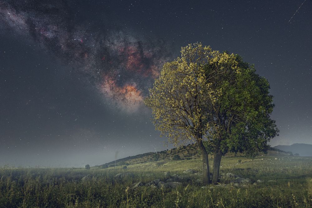 Lonely Tree