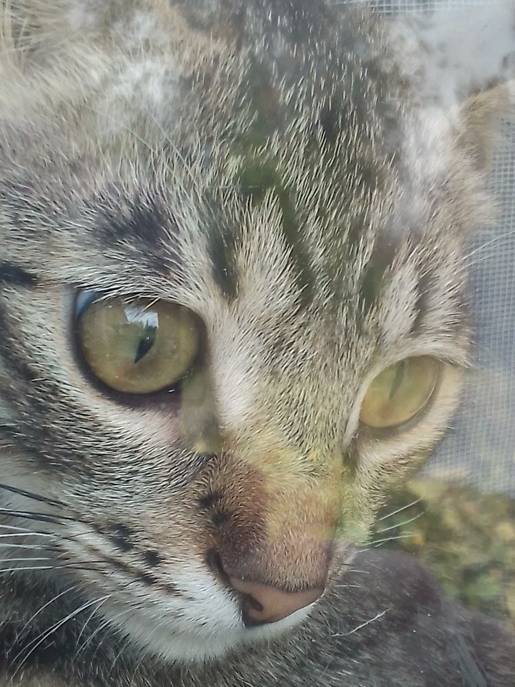 Кошка Буся. 22.02.2022