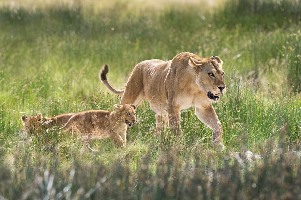 Семейные заботы