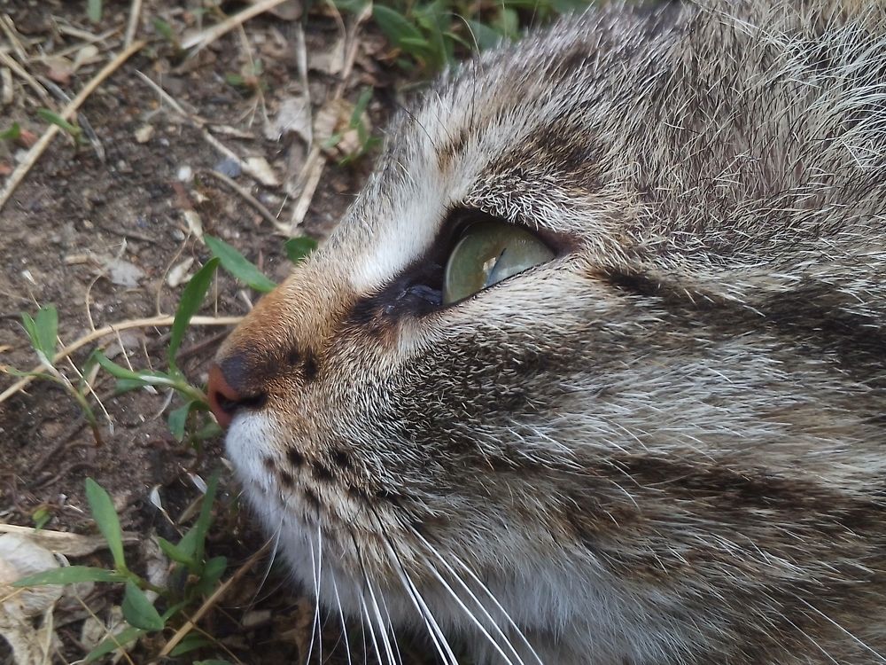 Профиль Буси, лежащей на земле. 16.05.2023