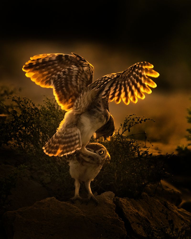 Фотография автора Joshy Varghese