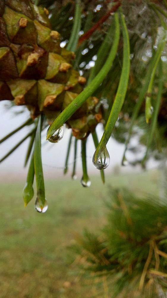 Photograph by Эльвира