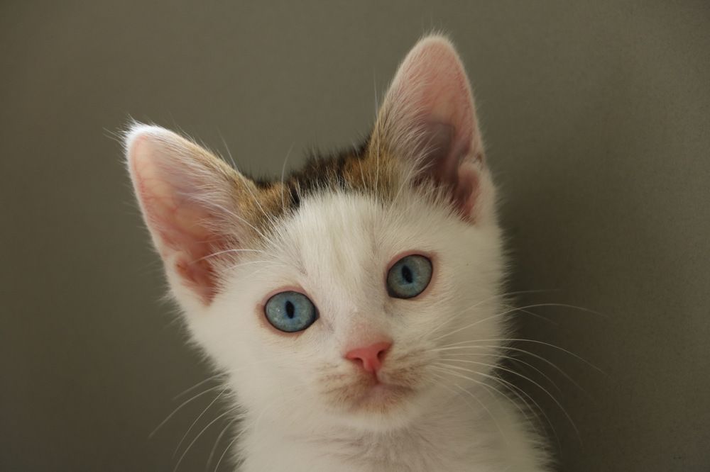 Photograph by Cengiz Yalcin