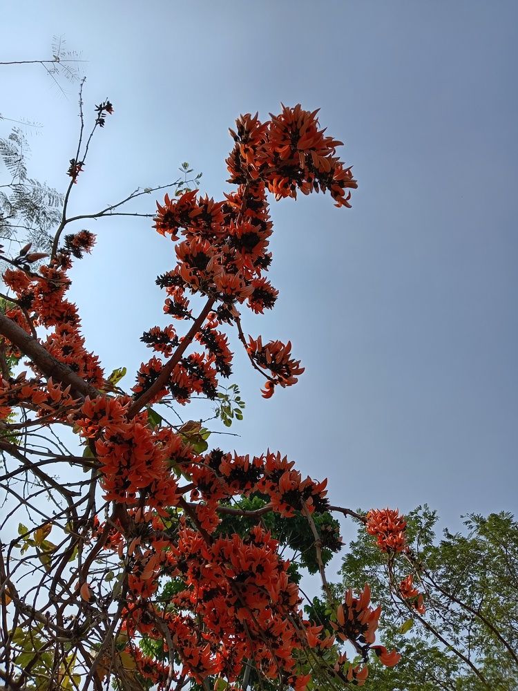 Flaming Red Silk Cotton Flower
