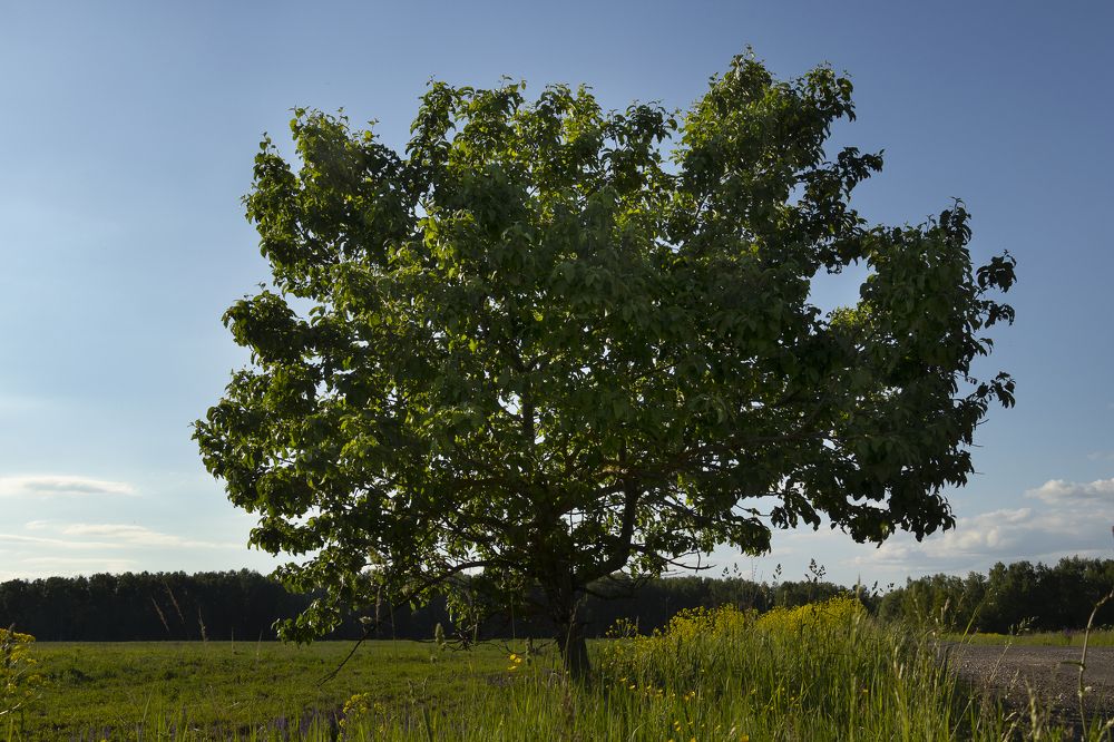 Photograph by Елена Коврижных