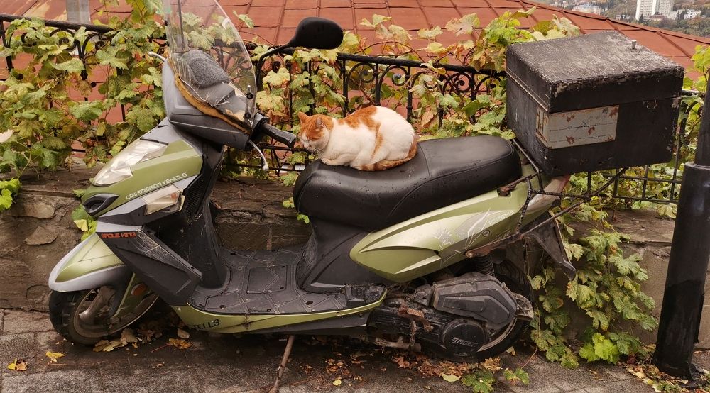 Photograph by Ирина Садовникова