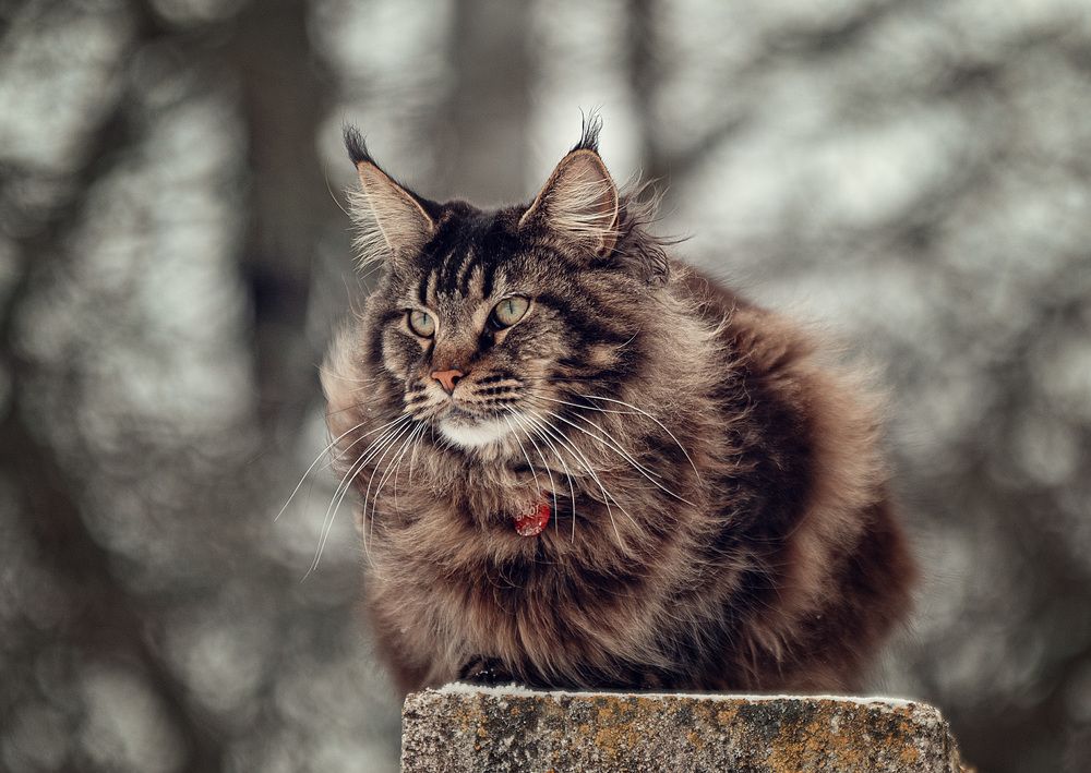 Photograph by Милана Бабченко