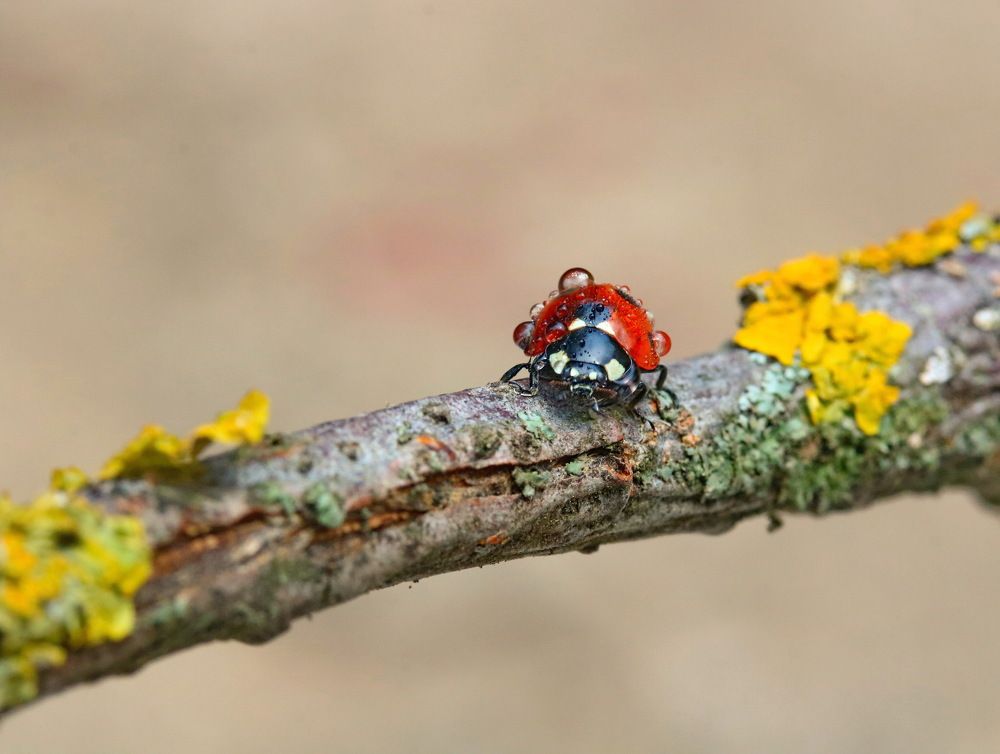 Photograph by Игорь Осипов