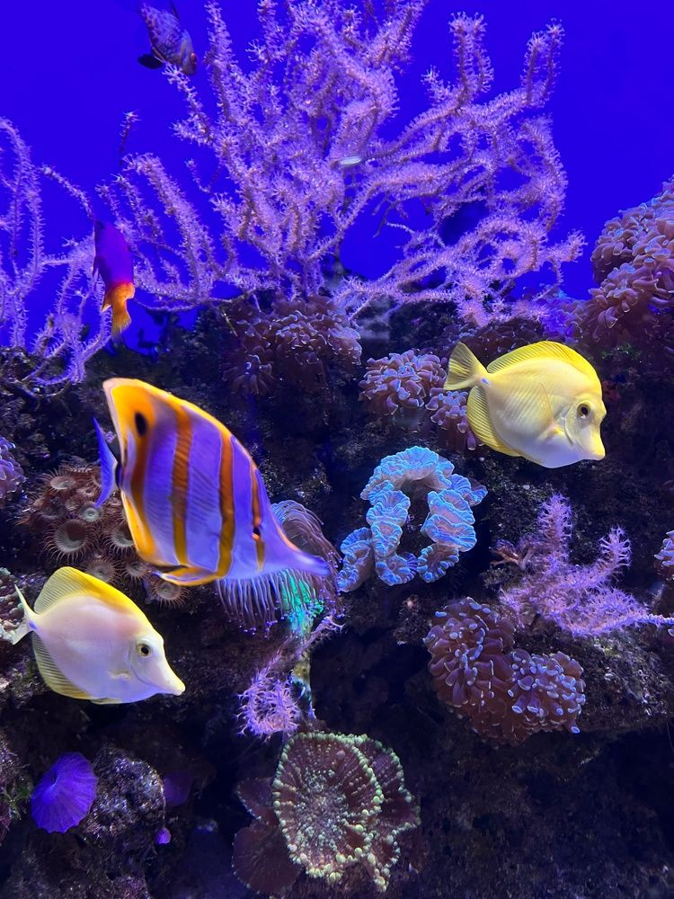 Фотография автора Ирина Мосько