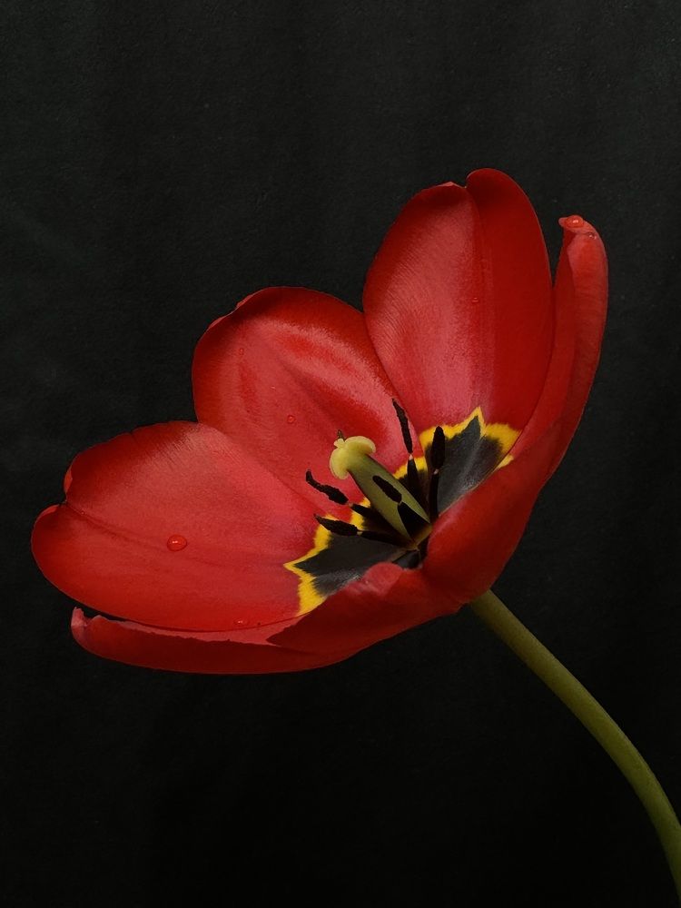 Photograph by Ольга Томашевич