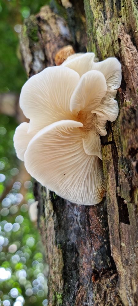 Photograph by Helber Azevedo