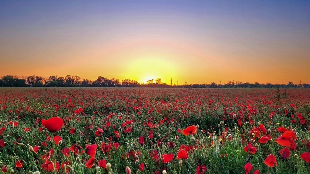Закат на маковом поле
