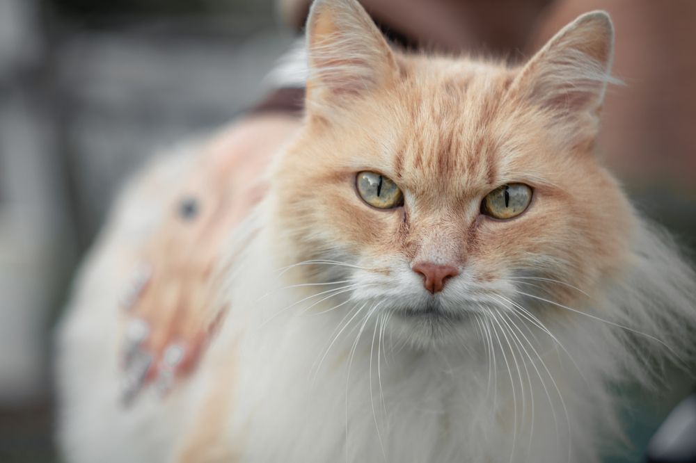 Photograph by Сергей Булышев