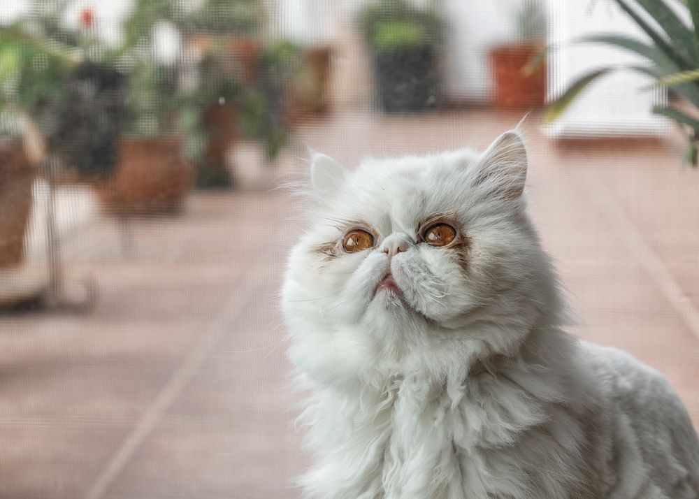 Фотография автора Alicia Bellido