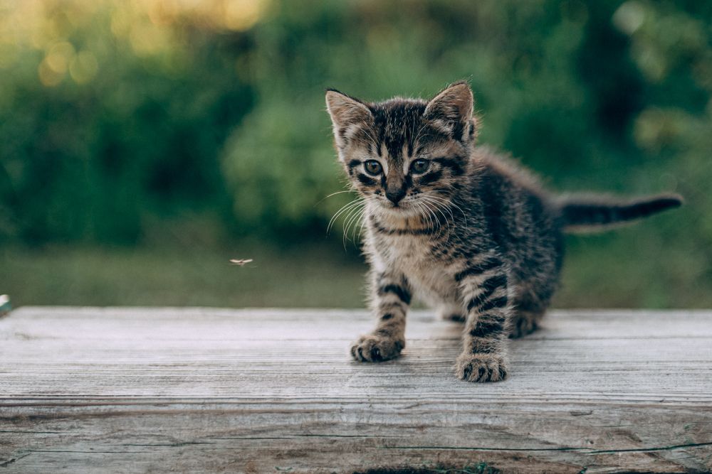 Photograph by Татьяна Зубехина